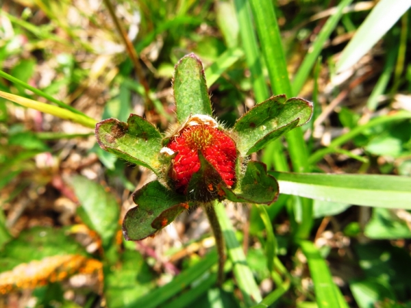 陽明山國家公園原生花草62657