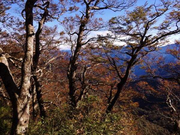 內鳥嘴賞山毛櫸73463