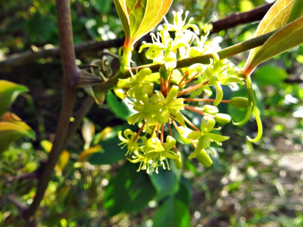 陽明山國家公園原生花草63613