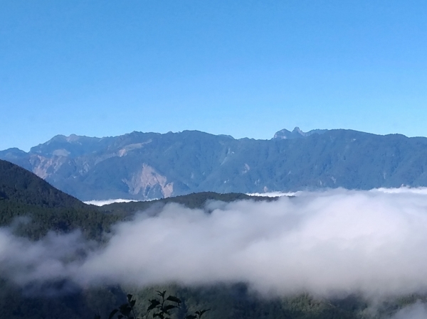 太平山山毛櫸71913