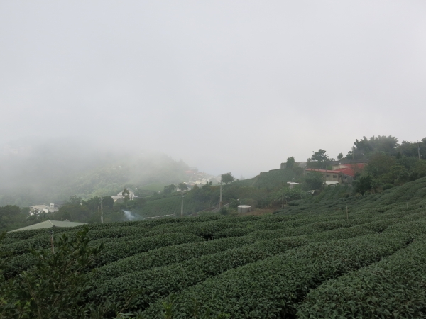 漫步在雲端～二延平霧之道雙拼55926