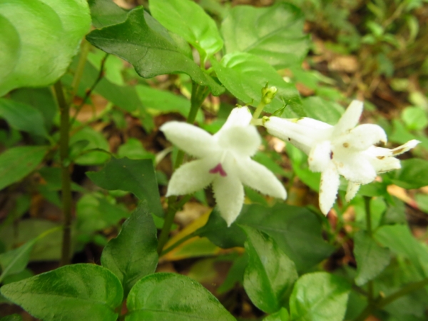 陽明山國家公園原生花草62445