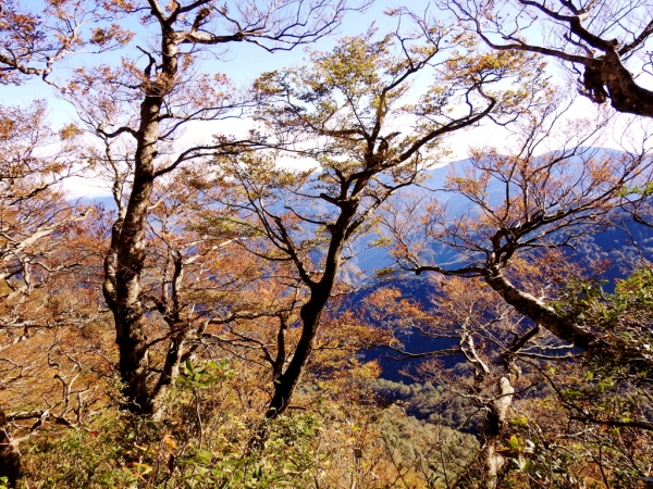 內鳥嘴賞山毛櫸73467