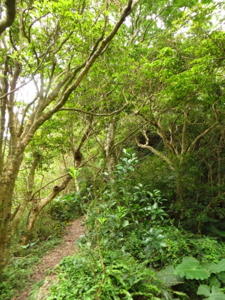 觀音山連峰暨硬漢嶺相關景觀65296