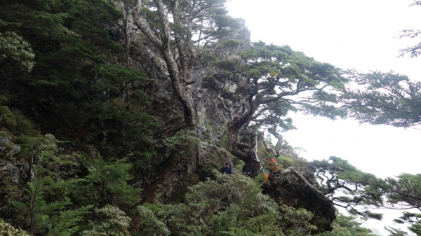 台灣最經典的高山縱走路線-武陵四秀二日行61182