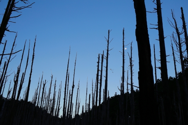 鹿屈山：水漾森林73498