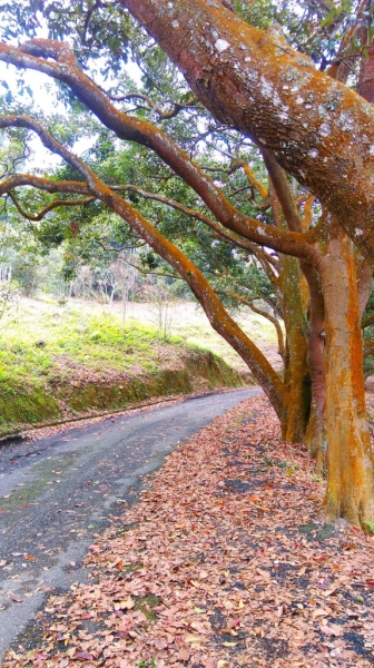 南投貓囒山步道健行68331