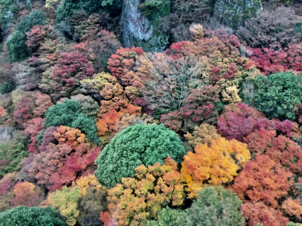 寒霞溪秋色 彩色花椰菜73307