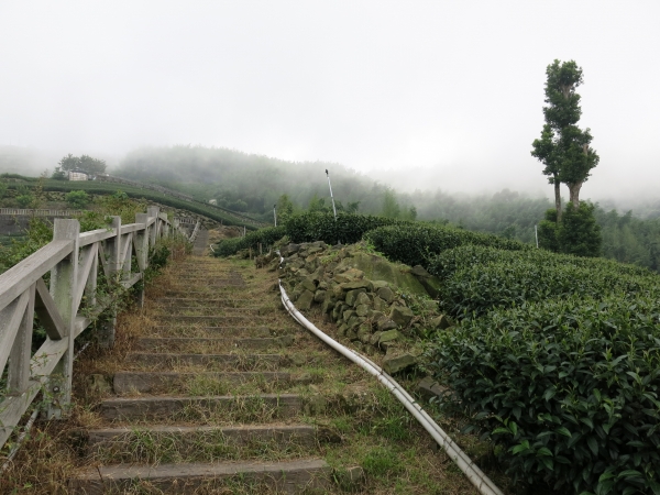 漫步在雲端～二延平霧之道雙拼55931