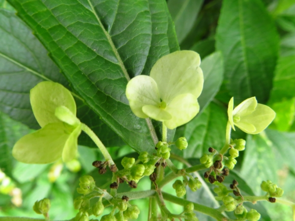 陽明山國家公園原生花草62611