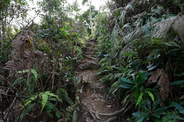 新竹 尖石 高台山、島田山2327047