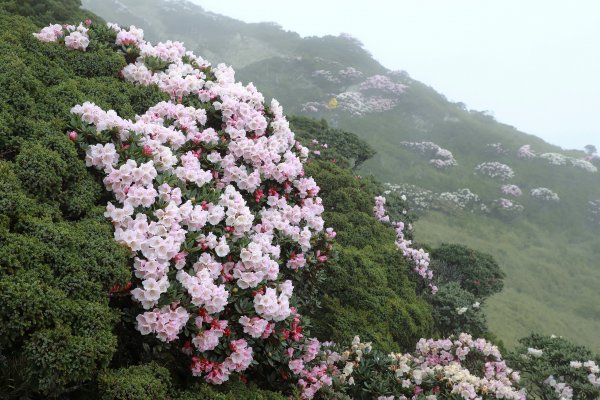 霧裡看花/這一季的東峰杜鵑