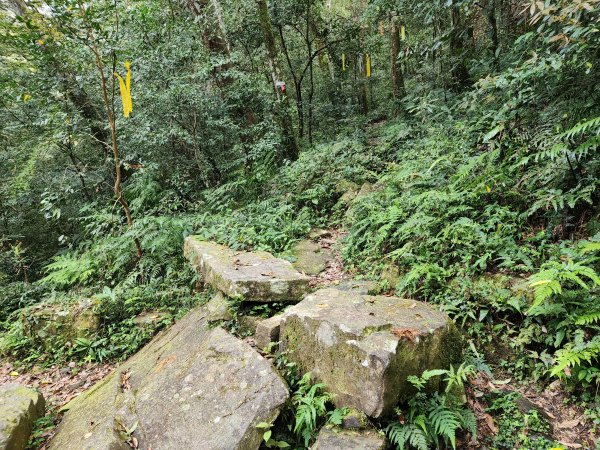 20240317八五山李棟山鳥嘴下山O型2486253