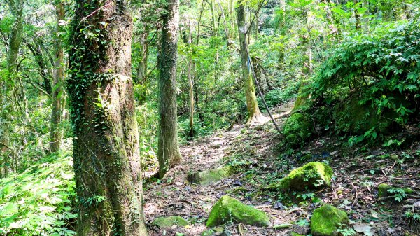 磐石嶺,鳥嘴尖,姜子寮山,姜子寮絕壁2863522