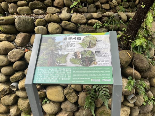 [微笑山線_第十二段] 2025_0803 五分山系_望古瀑布2851538