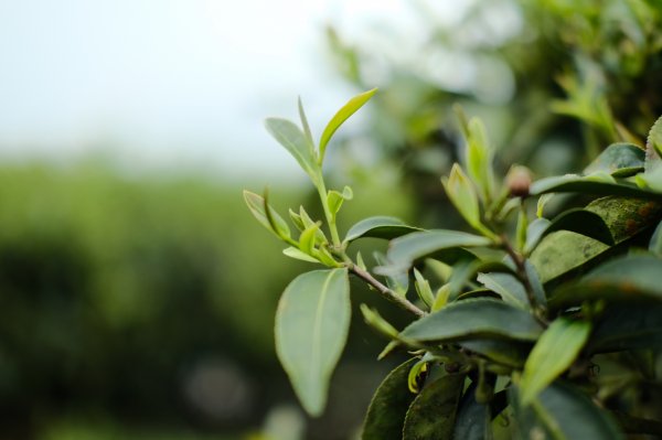 【雲林-嘉義】挑筍古道，車心崙步道897753