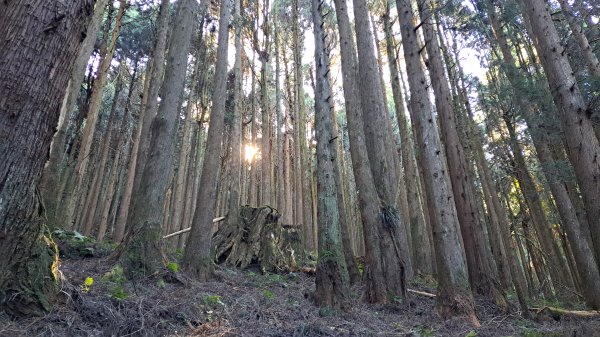 20241127特富野古道+梯子板山2659317