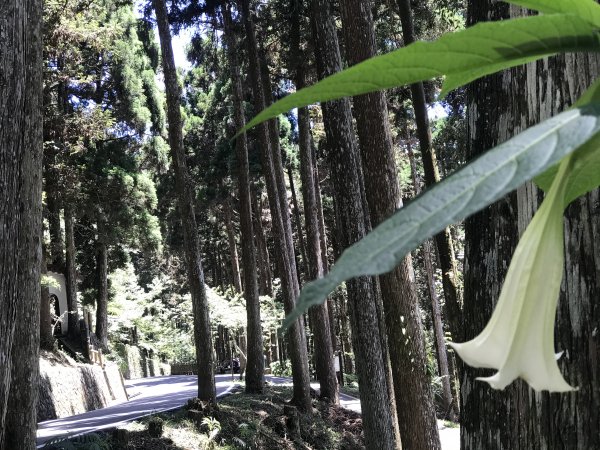 110年5月16日高雄   藤枝國家森林遊樂區1456985