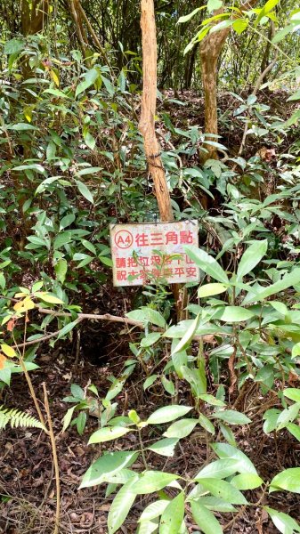 棚集山(小百岳#78)2800379