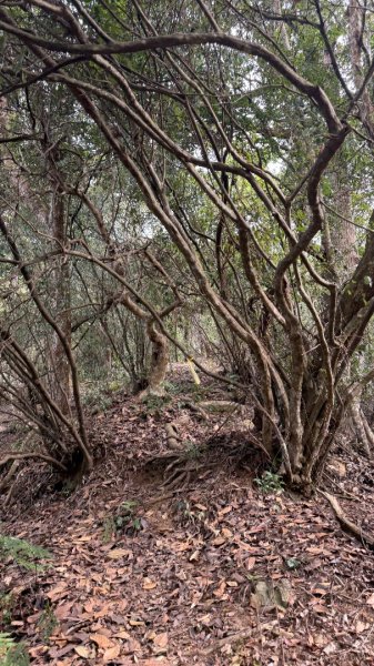 埔里六秀 《有勝山 2105m》2025 12/132961234