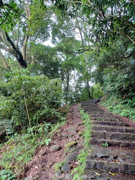 【新竹芎林】台灣百大必訪步道。 飛鳳山、觀日坪古道O繞2564335