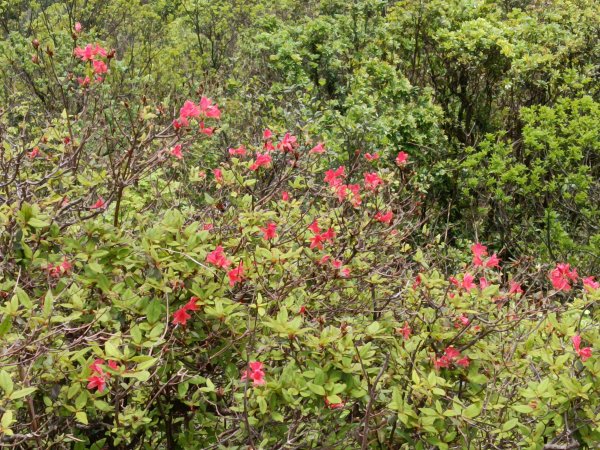 蛇子形古道+柴寮古道2754227