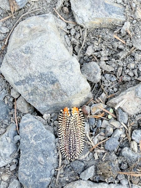 16年後三訪北港溪溫泉2733642