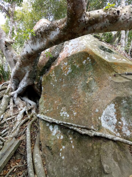 楠西梅嶺竹子尖山、一線天獵鷹尖O型1867774