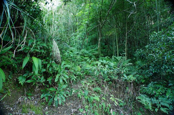 新北 三峽 內詩朗山、金平山2950909
