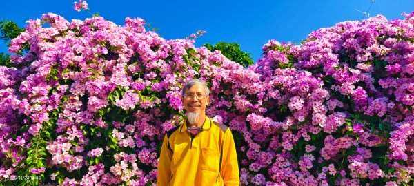 #蒜香藤 #泰山楓樹河濱公園 11/242943667