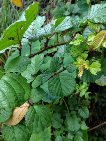 九芎頭步道-雲頂步道-二延平步道-二延平山-茶霧之道2773821