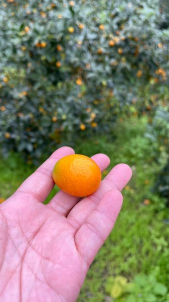 宜蘭_望龍三山&北后寺2984015