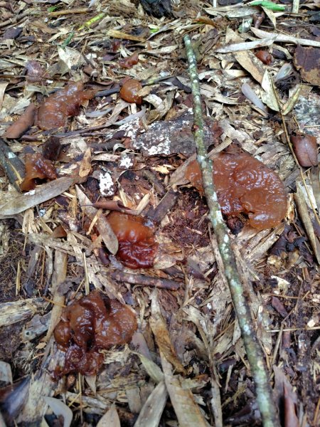 矢場谷山連走勃子山2804956