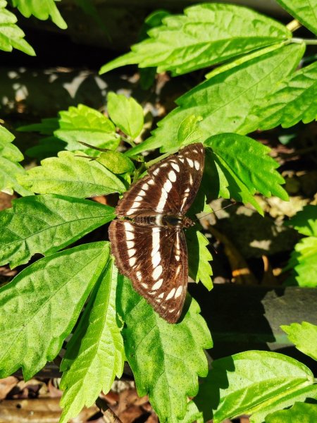 草山觀瀑吊橋-百年楓香巨木-草山水管支線-大屯瀑布-小隱潭瀑布2982756