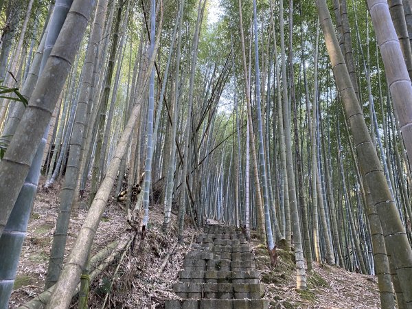 鹿谷小半天七連峰O形走1567341