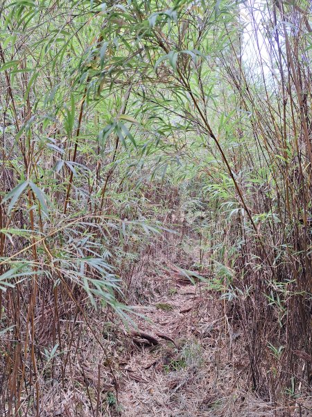 觀霧之榛山O型202411232653912