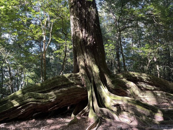 雪見大板根2959262