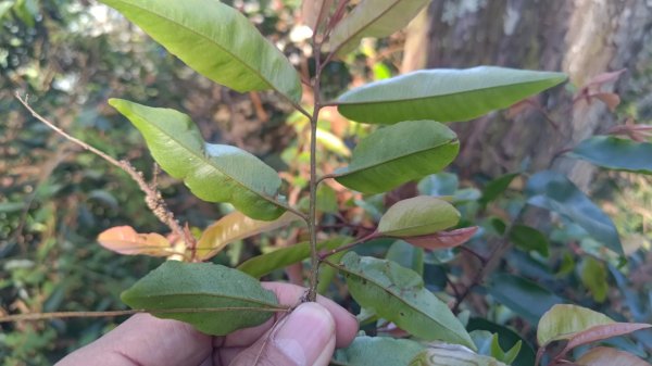 嘉義縣最遙遠的南霞山2699000