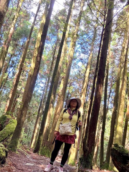 觀霧-榛山步道2926013