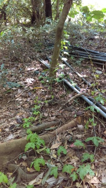 滿眼翠綠的半嶺步道、橫嶺古道、紗帽山步道883225