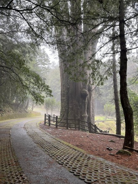 大雪山森林遊樂區2737489