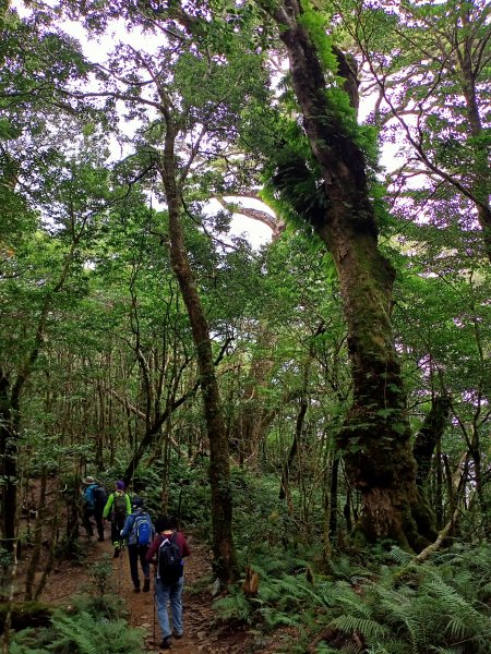 塔曼山：新北市第一高峰之樹的國度1860930