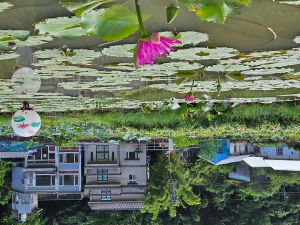 月眉坑瀑布步道.卯澳.雙柑公路2224816