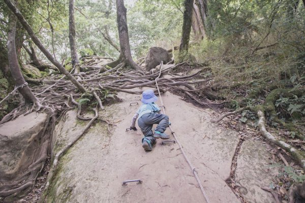 四歲小樂的第十座小百岳-加里山1012697