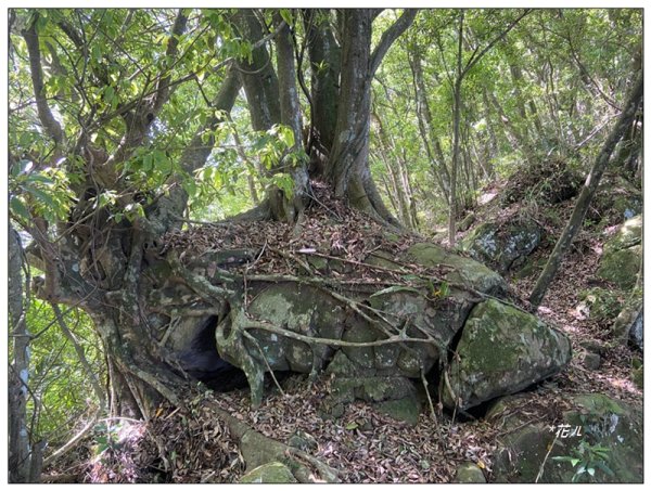 赤柯山、赤柯山南峰、東獅頭山 O型路線2785426