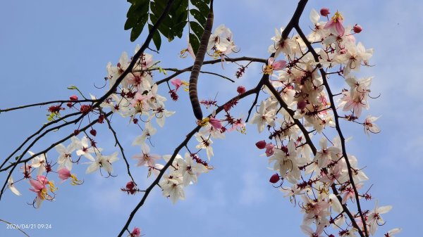 人生首見 #花旗木 #花博公園 首訪 #法雨山普宜苑  #石斛蘭 #守城滿山紅 4/21&233040108