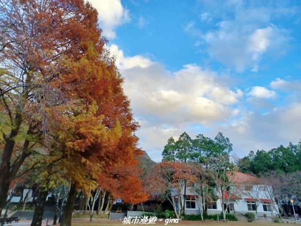 【南投仁愛】光影下的森林療育。 奧萬大國家森林遊樂區步道群2973071