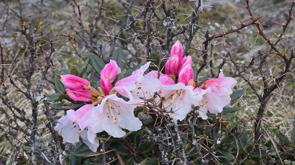 奇萊主北三天二夜，意想不到高原反應超嚴重下，頭痛、噁心、拉肚子、呼吸不順，順利登頂奇萊主峰2793568