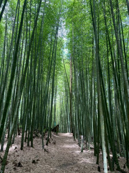 嵐山再古坑。五元兩角 木馬古道2806157
