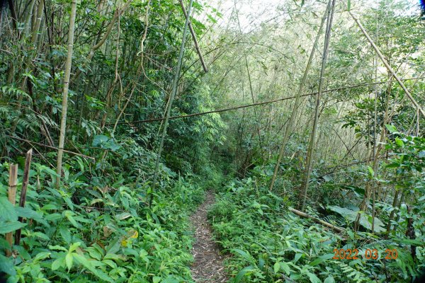 桃園 復興 那結山(那是山)1649184